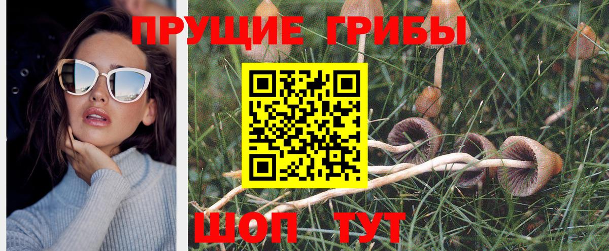 Ивантеевка  Галлюциногенные грибы Psilocybine cubensis  Вход с VPN 